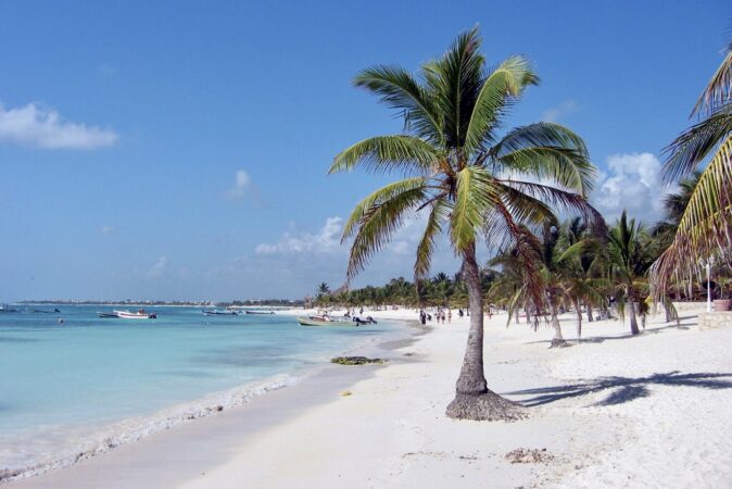 Palm in The Caribbean At Tamy Tours