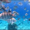 Marine Park, Cozumel at Tamy Tours