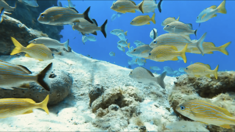 Cozumel 3 Reef Snorkeling Experience - Tamy Tours