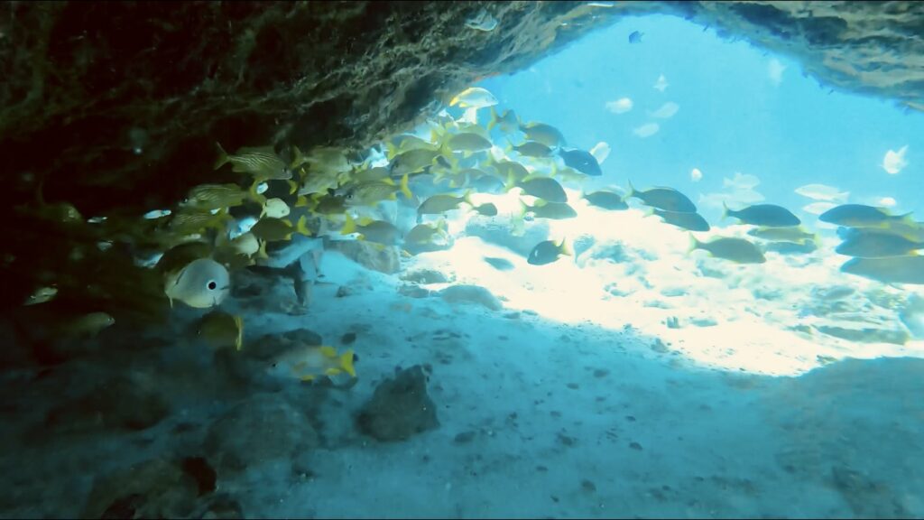 Marine Park, Cozumel at Tamy Tours