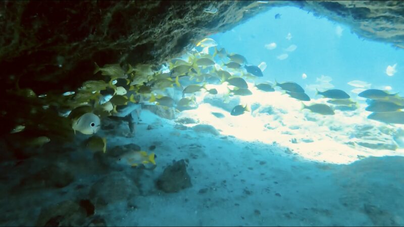 Marine Park, Cozumel at Tamy Tours