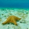Starfish, El Cielo at Tamy Tours
