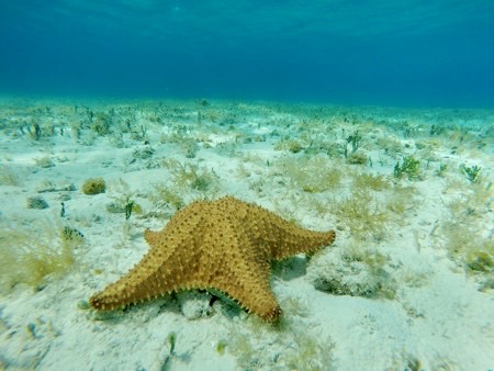 Starfish, El Cielo at Tamy Tours