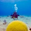 Brain Coral In Cozumel