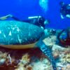 Sea turtle diving at Tamy Tours