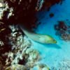 Eel in Cozumel Coral Reef