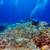 Diving in Cozumel at Tamy Tours