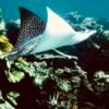 Eagle Ray at Tamy Tours